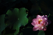 Enlarge photo 154