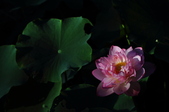 Enlarge photo 151