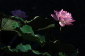 Enlarge photo 150