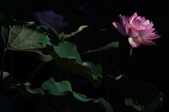 Enlarge photo 149