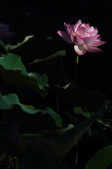 Enlarge photo 148