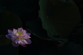 Enlarge photo 145