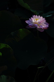 Enlarge photo 143
