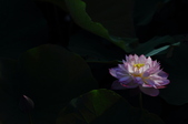 Enlarge photo 142