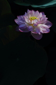 Enlarge photo 141