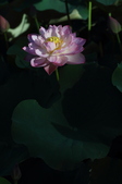 Enlarge photo 138