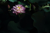 Enlarge photo 137