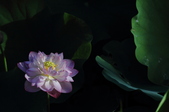 Enlarge photo 136