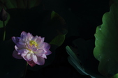 Enlarge photo 135