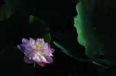 Enlarge photo 134