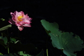 Enlarge photo 133