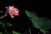 Enlarge photo 132