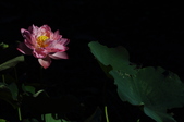Enlarge photo 131