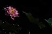 Enlarge photo 130