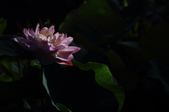 Enlarge photo 128