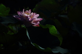 Enlarge photo 127
