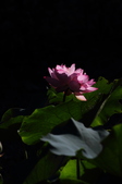 Enlarge photo 125