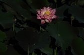Enlarge photo 120