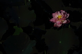 Enlarge photo 119