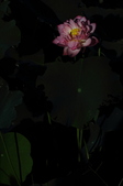Enlarge photo 118
