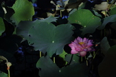 Enlarge photo 116