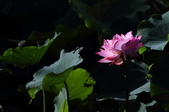Enlarge photo 117