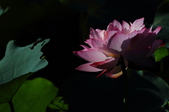 Enlarge photo 114