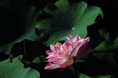 Enlarge photo 112