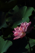 Enlarge photo 113