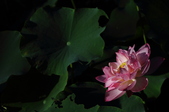 Enlarge photo 110