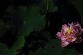 Enlarge photo 109