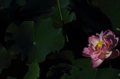 Enlarge photo 108