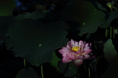Enlarge photo 106