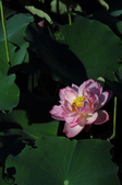 Enlarge photo 104