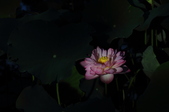 Enlarge photo 102