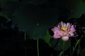 Enlarge photo 99