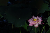 Enlarge photo 98