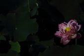 Enlarge photo 97