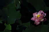 Enlarge photo 96