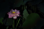 Enlarge photo 95