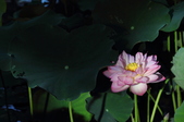 Enlarge photo 93