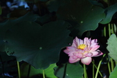 Enlarge photo 92