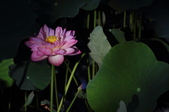 Enlarge photo 91
