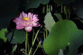 Enlarge photo 90