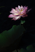 Enlarge photo 88