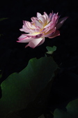 Enlarge photo 87