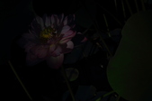 Enlarge photo 86