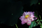 Enlarge photo 85