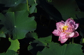Enlarge photo 84