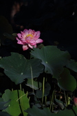 Enlarge photo 83